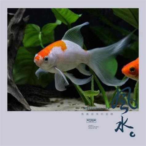 鯨魚 風水|魚缸千萬別這樣擺！養魚風水5大重點